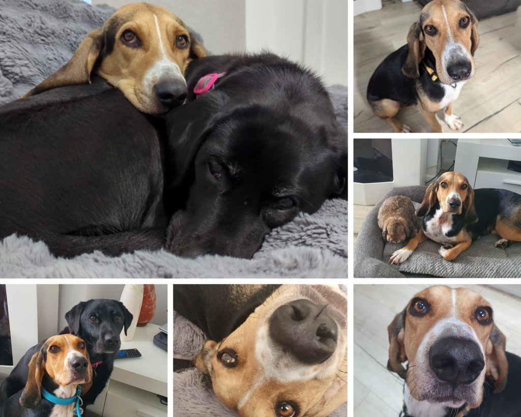 Hattie Rzysko - Black Labrador Elvis Rzysko - Cyprus Hound