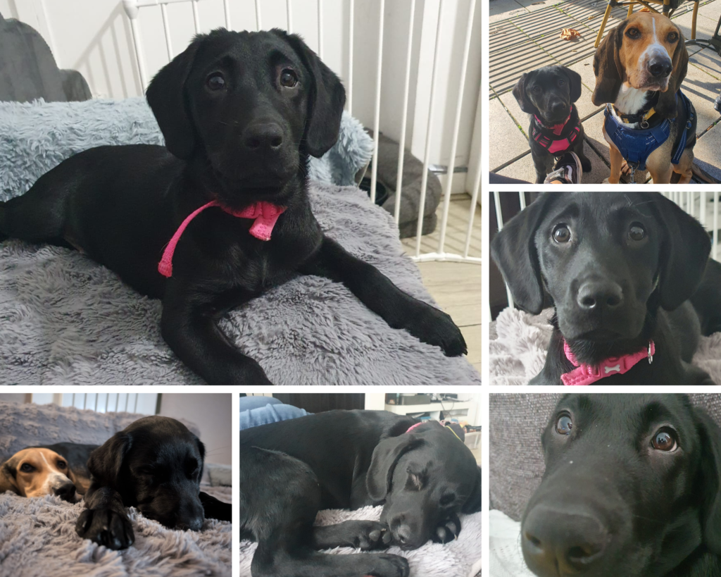 Nellie Rzysko - Black Labrador Elvis Rzysko - Cyprus Hound